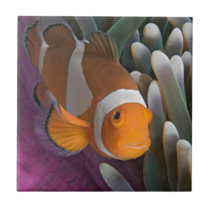 Azulejo De Cerâmica Peixe-palhaço-ocidental
