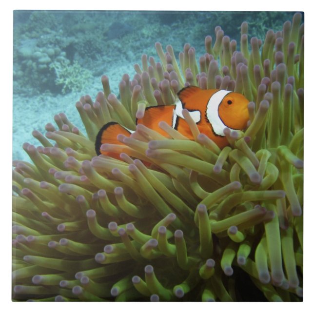 Azulejo De Cerâmica Peixe-palheiro ocidental ( Amphiprion ocellaris ) (Frente)