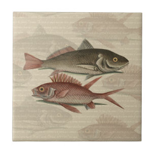 Azulejo De Cerâmica Peixe Perca Vermelha Arte de Pescador