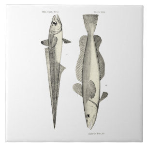 Azulejo De Cerâmica Peixes da ciência NZ do vintage - Hoki