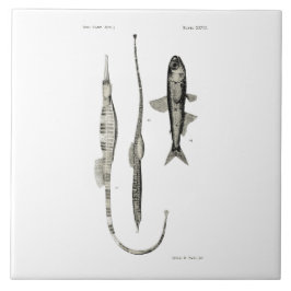 Azulejo De Cerâmica Peixes da ciência NZ do vintage - peixes da