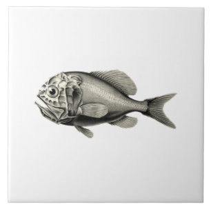 Azulejo De Cerâmica Peixes da ciência NZ do vintage - Roughy