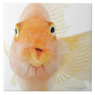 Azulejo De Cerâmica Peixes de água doce tropicais