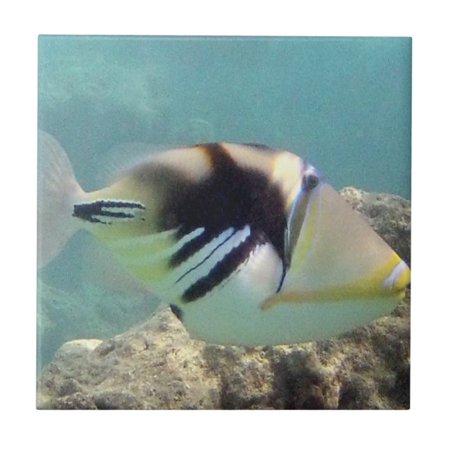 Azulejo De Cerâmica Peixes do estado de Havaí - Humuhumunukunukuapua'a (Frente)