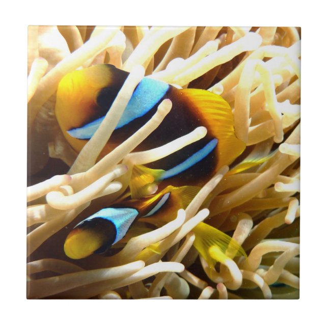 Azulejo De Cerâmica Peixes do palhaço (Frente)