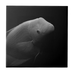 Azulejo De Cerâmica Peixes em Tanque - Foto de Arte Negra e Branca