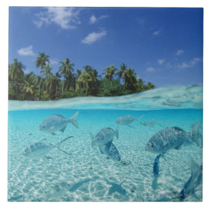 Azulejo De Cerâmica Peixes no mar