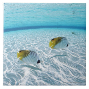 Azulejo De Cerâmica Peixes no mar 2