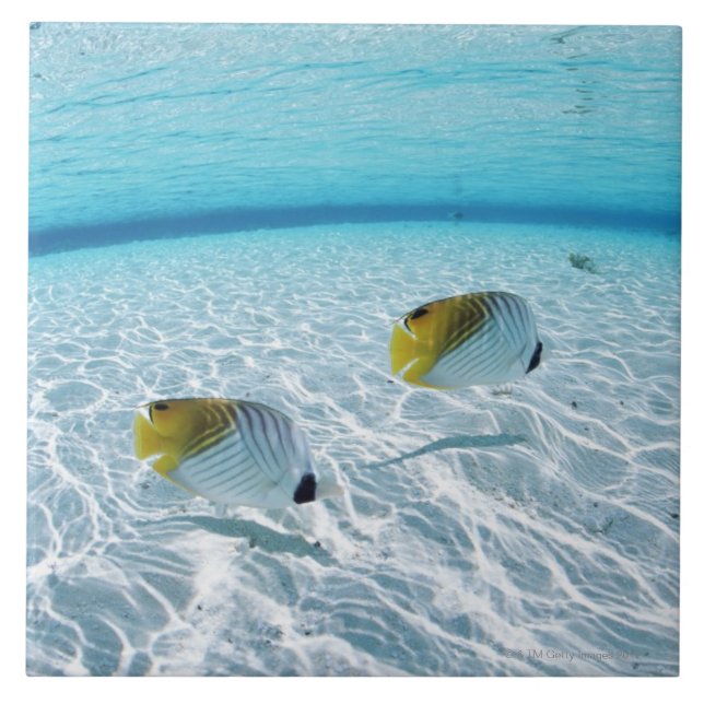 Azulejo De Cerâmica Peixes no mar 2 (Frente)