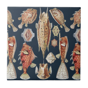 Azulejo De Cerâmica Peixes Tropicais Ostraciontes de Haeckel Arte da N