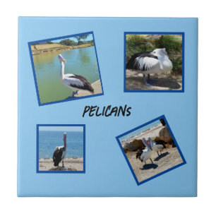 Azulejo De Cerâmica Pelicanos, Os Quatro Quadros Fotográficos Mais Fre