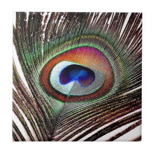 Azulejo De Cerâmica Pena Colorida de Pavão de Cobre