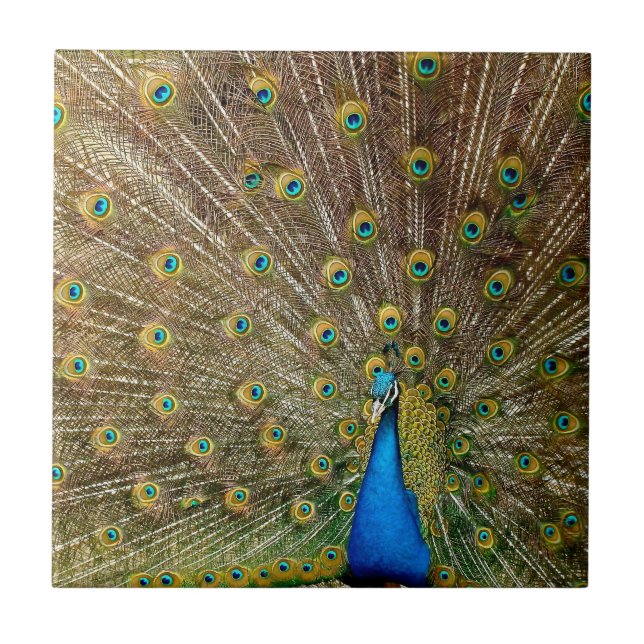 Azulejo De Cerâmica Penas da Cauda Peacock (Frente)