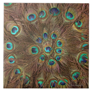 Azulejo De Cerâmica Penas do pavão