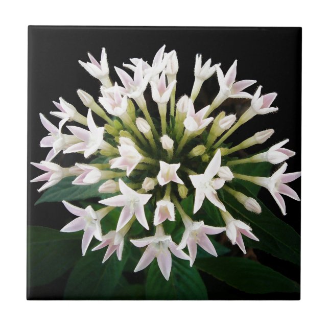 Azulejo De Cerâmica Pentas Branca (Frente)
