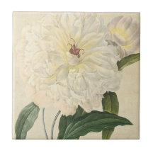 Peônia branca botânica do vintage