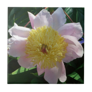 Azulejo De Cerâmica Peônias Rosa e Amarela Belas Flores