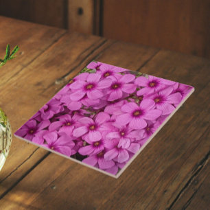 Azulejo De Cerâmica Pequenas Flores de Oxalis Rosa Floral