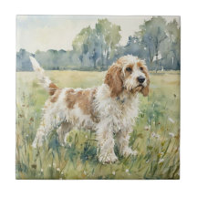 Pequeno Basset Griffon Vandeen  - PBGV