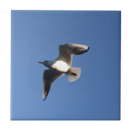 Azulejo De Cerâmica Pequeno Gull