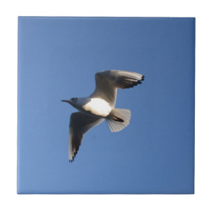 Azulejo De Cerâmica Pequeno Gull