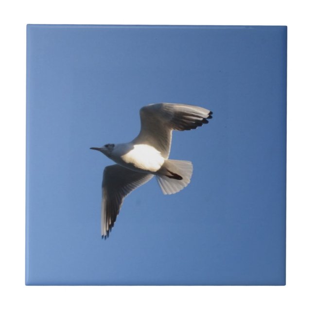 Azulejo De Cerâmica Pequeno Gull (Frente)