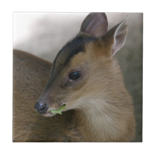 Azulejo De Cerâmica Pequeno Muntjac
