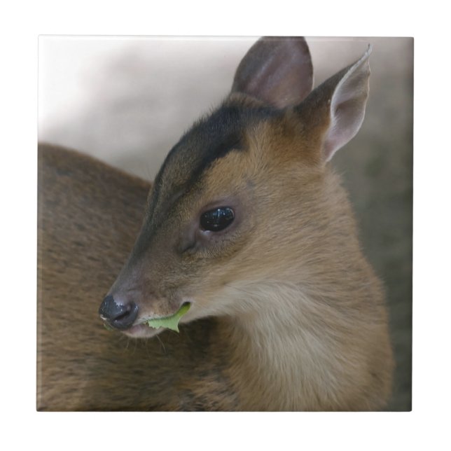 Azulejo De Cerâmica Pequeno Muntjac (Frente)