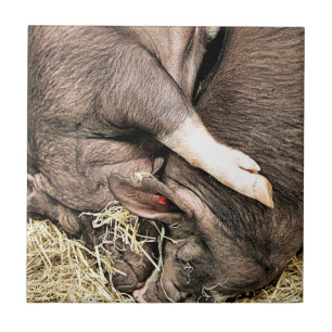 AZULEJO DE CERÂMICA  PEQUENOS SUÍNOS CUTOS