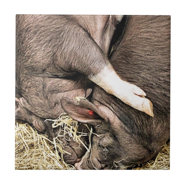 AZULEJO DE CERÂMICA  PEQUENOS SUÍNOS CUTOS (Frente)