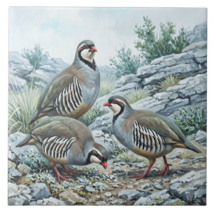Azulejo De Cerâmica Perdiz-grega, Alectoris Graeca Aves de Caça