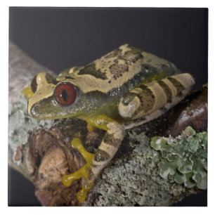 Azulejo De Cerâmica Perereca-de-olho-vermelho-africana, Leptopelis