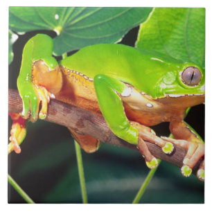 Azulejo De Cerâmica Perereca-macaco-gigante-bicolor, Phyllomedusa