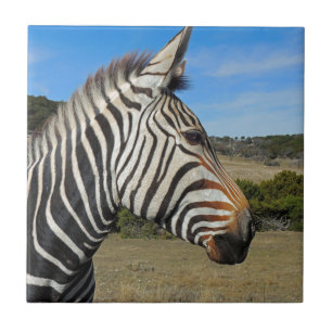 Azulejo De Cerâmica Perfil da zebra de Hartmann na borda fóssil