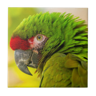 Azulejo De Cerâmica Perfil de arara no Zoológico de Santa Bárbara