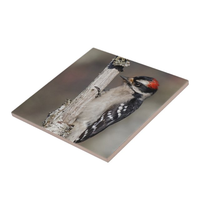 Azulejo De Cerâmica Perfil de um Pica-Pau Male Downy (Lateral)