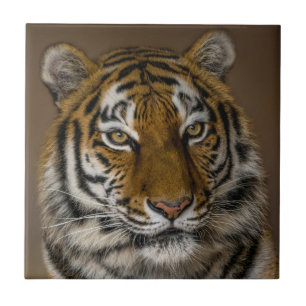 Azulejo De Cerâmica Perfil do Tiger