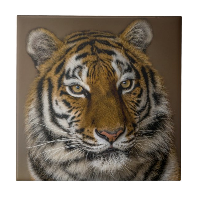 Azulejo De Cerâmica Perfil do Tiger (Frente)