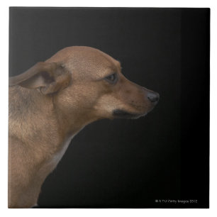 Azulejo De Cerâmica Perfil misturado do cão da raça no fundo preto