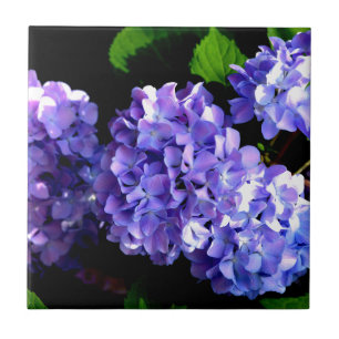 Azulejo De Cerâmica Periwinkle Hydrangeas