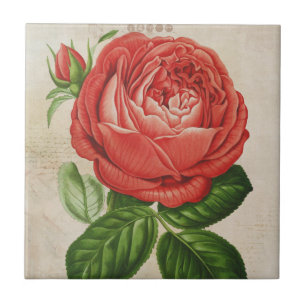 Azulejo De Cerâmica Perpétuo Híbrido Vermelho Vintage, Rosa Paul Ney