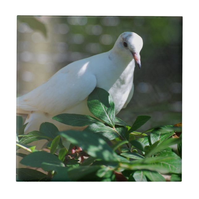 Azulejo De Cerâmica Personalize o produto (Frente)