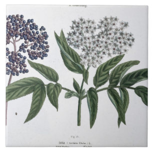 Azulejo De Cerâmica Pessoa idosa, Fig. 13 "do Landsman novo", publishe
