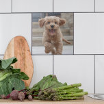 Azulejo De Cerâmica Pet Photo | Picture Upload Cute Adorable Dog<br><div class="desc">Design de fotografia personalizada do seu próprio modelo para incluir a sua fotografia favorita do seu cão, gato, animais de estimação, bebê, crianças, família ou amigos! É fácil personalizar a modelo para fazer a sua própria design com suas imagens. O presente perfeito para um amado! As imagens mostradas são para...</div>