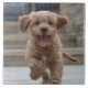 Azulejo De Cerâmica Pet Photo | Picture Upload Cute Adorable Dog (Frente)