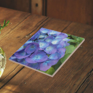 Azulejo De Cerâmica Pétalas Florais de Hortênsia Azul