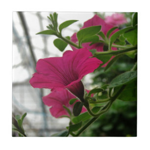 Azulejo De Cerâmica Petunia