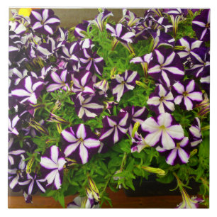 Azulejo De Cerâmica Petunia com distribuição roxa