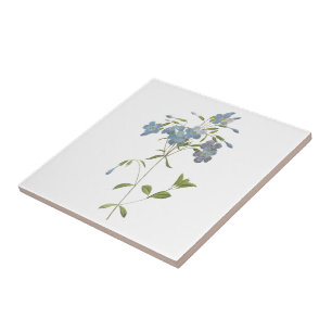 Azulejo De Cerâmica phlox de rastejamento (reptans do Phlox) por