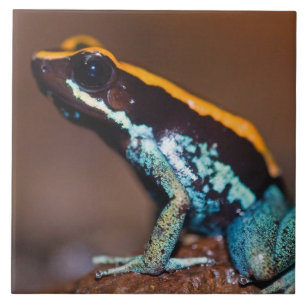 Azulejo De Cerâmica Phyllobates vittatus, um sapo de veneno